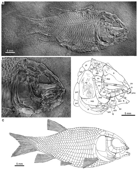 Holotype and reconstruction.
