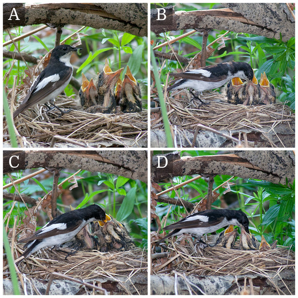 The male of the pied flycatcher (Ficedula hypoleuca) feeds the chicks of the redwings (Turdus iliacus) despite the fact that he has his own nestlings in the nearby nest-box.