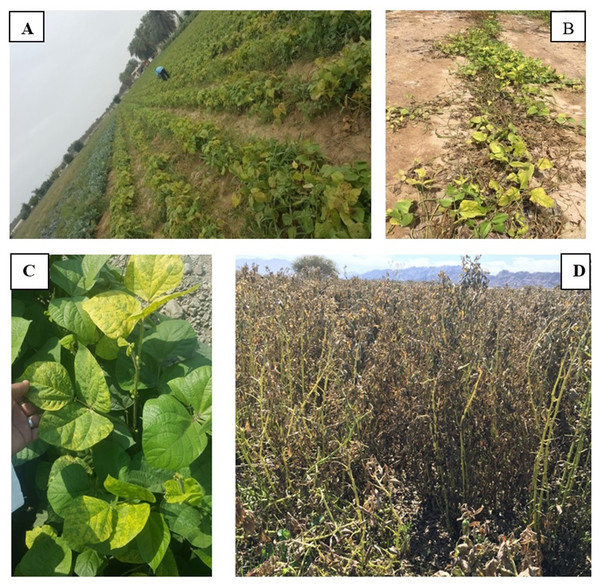 Fields of Phaseolus vulgaris (A) Vigna unguiculata (B) V. radiata (C) and Vicia faba (D) from which root samples were collected.