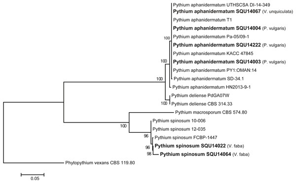 Phylogram generated from maximum likelihood analysis based on ITS sequence data of P. aphanidermatum, P. spinosum and related species.