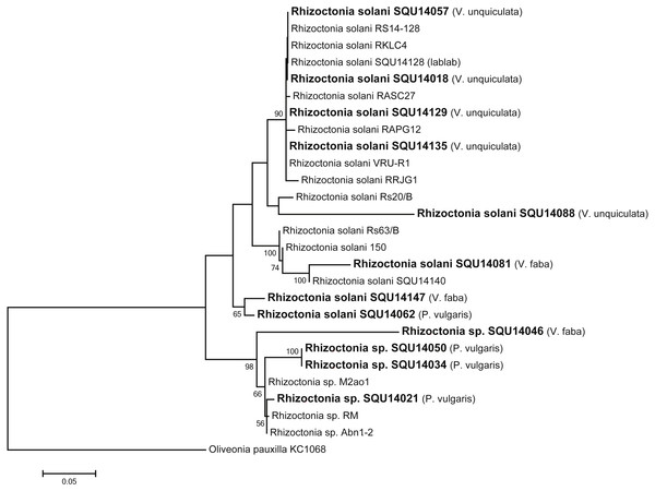 Phylogram generated from maximum likelihood analysis based on ITS sequence data of Rhizoctonia species.