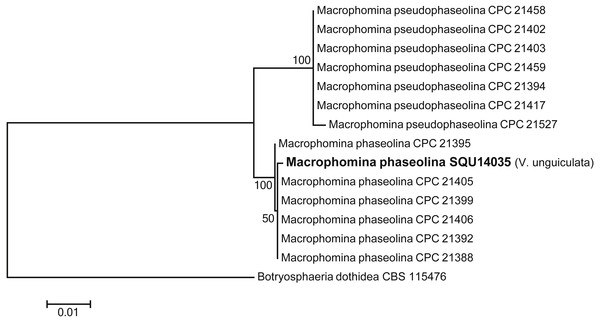 Phylogram generated from maximum likelihood analysis based on combined ITS, TEF, TUB, CMD, ACT sequence data of Machrophomina species.