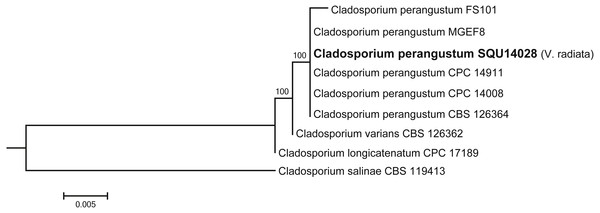 Phylogram generated from maximum likelihood analysis based on ITS sequence data of Cladosporium species.