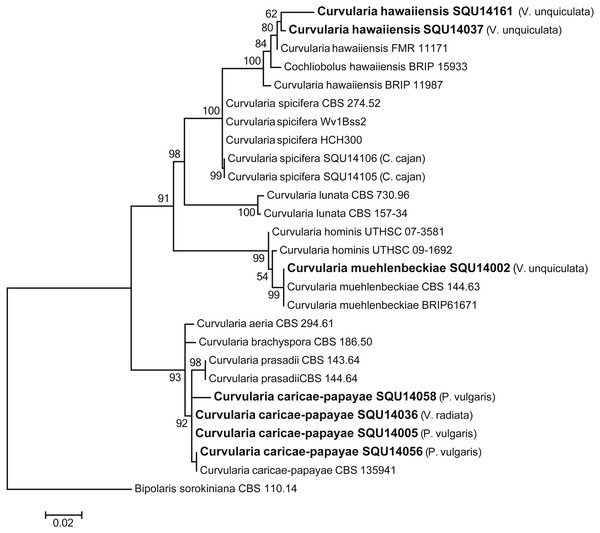 Phylogram generated from maximum likelihood analysis based on combined ITS and GPDH sequence data of Curvularia species.