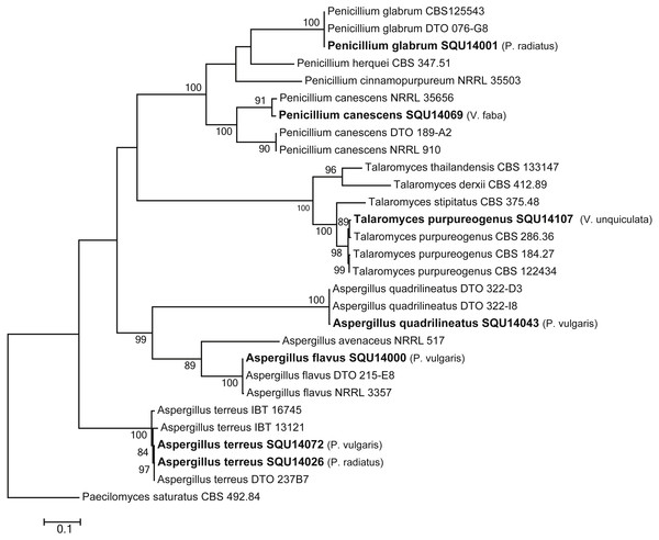 Phylogram generated from maximum likelihood analysis based on combined ITS, CMD and TUB sequence data of Aspergillus, Penicillium and Talaromyces species.
