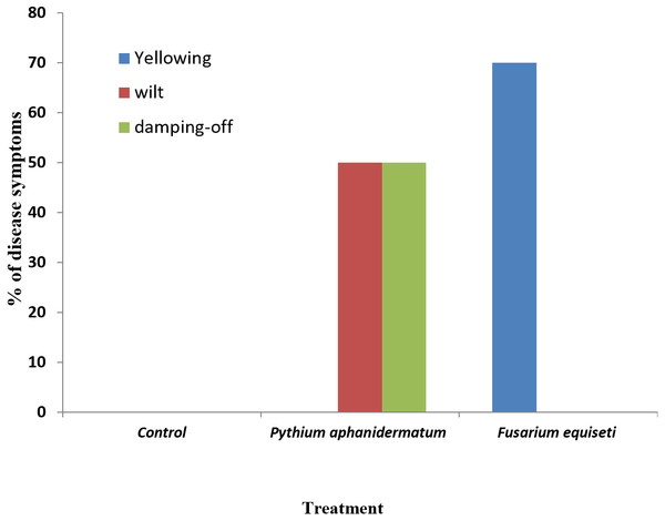Incidence of damping-off, wilt and yellowing symptoms on Phaseolus vulgaris following inoculation with Pythium aphanidermatum and Fusarium equiseti.