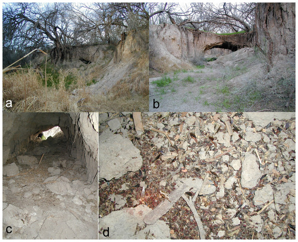 Plate of four photos (A–D), showing soil-piping cavities, culled insect parts, and bat guano.