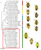 COI barcoding of plant bugs (Insecta: Hemiptera: Miridae) [PeerJ]