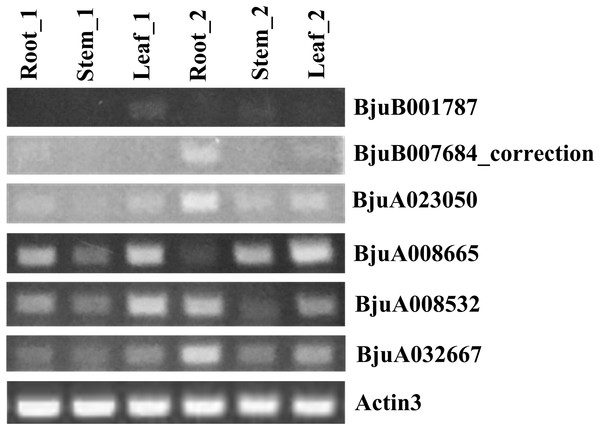 Expression analysis of six ABR1 homologous genes of tuber mustard.