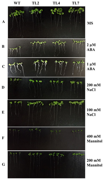 Seedlings growth of wild type and transgenic lines on MS with different levels of ABA, NaCl, or Mannitol.