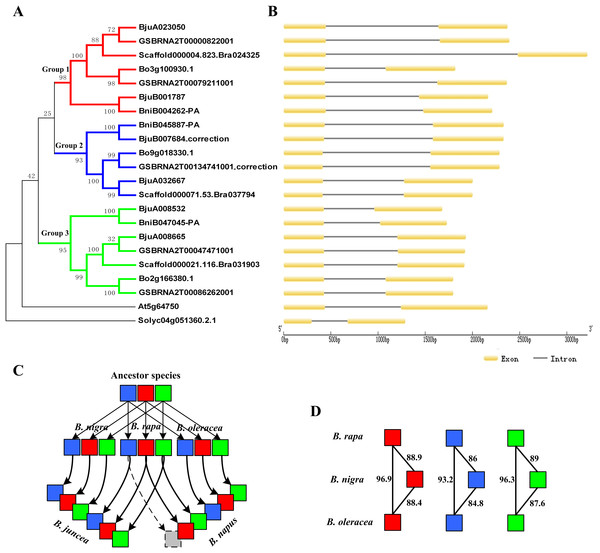 Phylogenetic relationship and gene structure of ABR1 homologous genes.