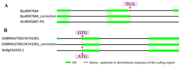 Correctionof exon-intron structure of two ABR1 homologous genes.