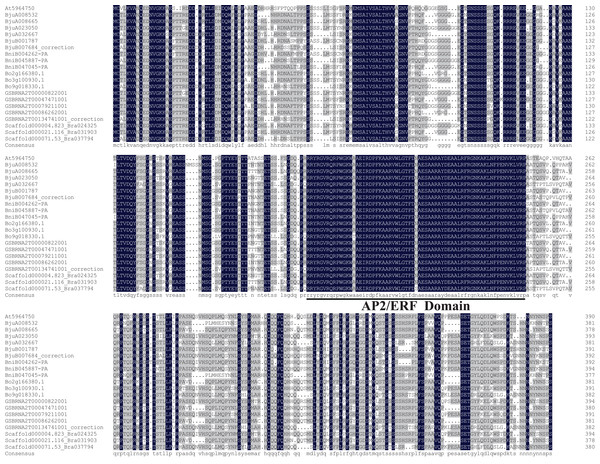 Amino acid sequence alignment of ABR1 homologous genes of Brassica species and A. thaliana.