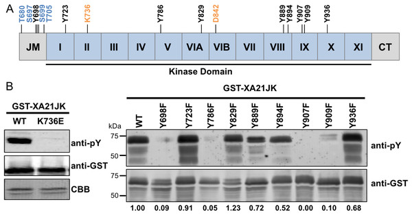 XA21 is autophosphorylated on tyrosine residues in vitro.