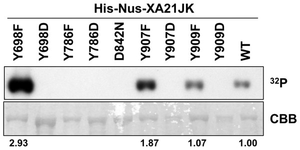 Kinase autophosphorylation activity is lost in certain His-Nus-XA21JK variants.