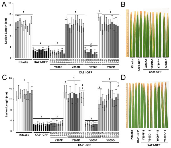 Rice plants expressing XA21YD-GFP variants are susceptible to Xoo.