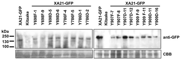 XA21-GFP proteins are expressed in rice leaves.