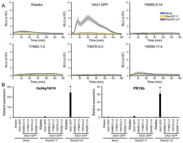 XA21YD-GFP variants do not respond to sulfated RaxX.