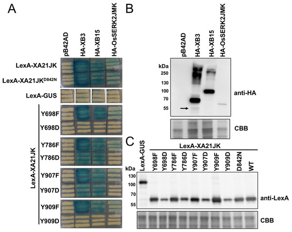 XA21JKYD variants fail to interact with known XA21 binding proteins.