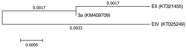Phylogenetictree showing evolutionary relationship of the isolates (Bacillus cereus (3a), Bacillus anthracis (EII) and Bacillus cereus (EIV)).