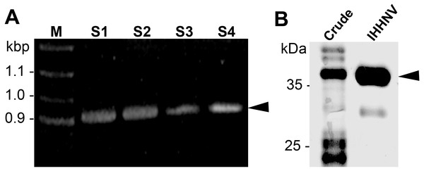 IHHNV insert and recombinant protein.