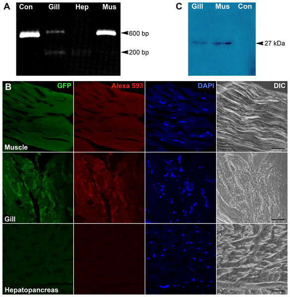 Tissue targetting of EGFP-VLPs.