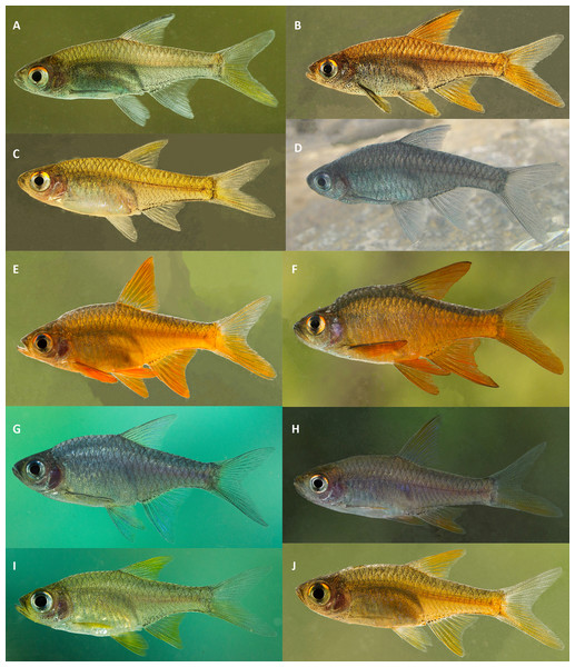 Live color pattern variation in A–D, R. vaterifloris; E–J, R. pallidus.