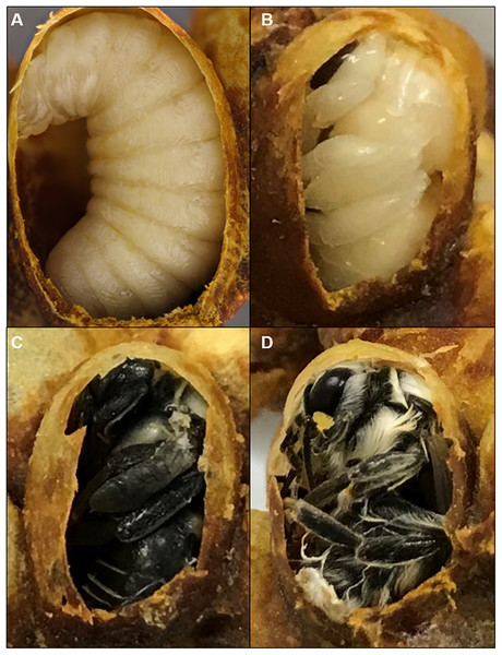 Cocoons of B. impatiens at different stages.