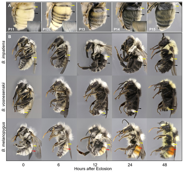 Temporal changes in setal color in pupal (A) and callow (B) stages.