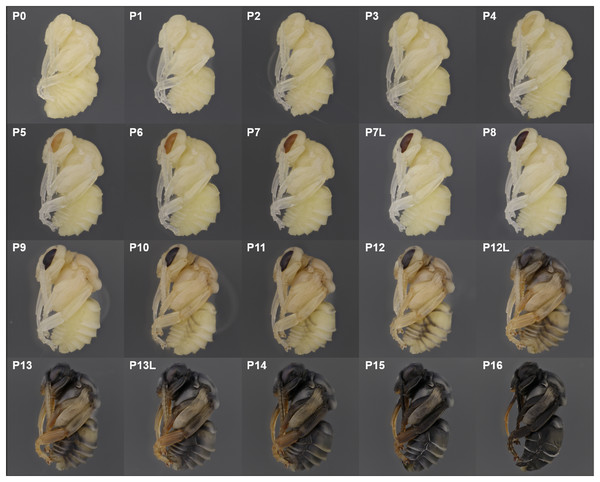 Photographic guide to developmental stages of B. impatiens male pupa.