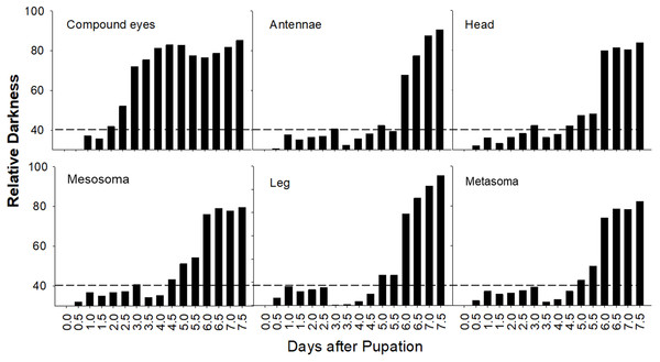 Variation in timing of melanization among body parts in B. impatiens males.