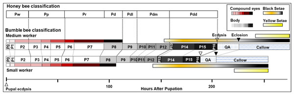 Summary of stage duration and pigmentation changes in B. impatiens worker pupae and callows.