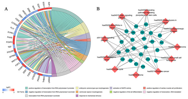 Biological function and pathway enrichment analysis of 73 DEmRNAs.