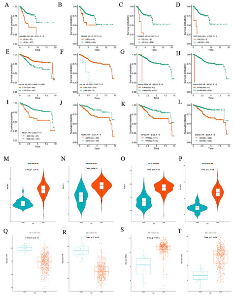 Kaplan-Meier survival curves for the top four lncRNAs, miRNAs and mRNAs related to overall survival and expression validation.