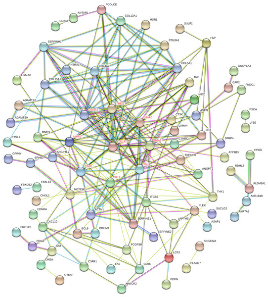 STRING protein-protein interaction network of 85 upregulated and 44 downregulated genes.