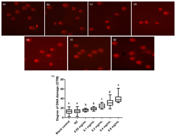 Comet assay to detect DNA damage in T. thermophila cells exposed to gelsemine.