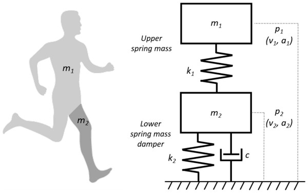 An illustration of the human body represented as a MSD-model.