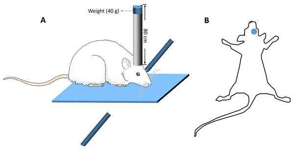 The diagrammatic figure of the mouse model of closed head injury.