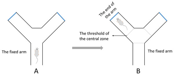 The diagrammatic figure of Y-Maze test.