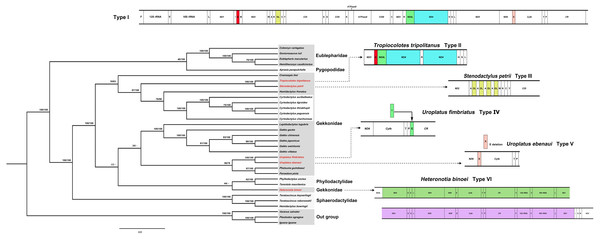 Phylogenetic relationship among 30 gecko lizards with Iguana iguana, Plestiodon egregious and Varanus salvator as the outgroup, constructed from Bayesian inference analysis using concatenated heavy-strand encoded protein-coding gene sequences.