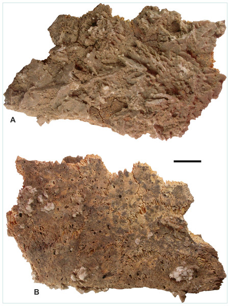 Remains of Dermochelys coriacea (Vandelli, 1761), recovered from the Sultanate of Oman, during the present study, excavated from Room 33 of the Bronze Age archeological site at Ra’s al-Hadd-6.