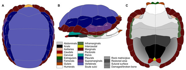 Nomenclature of turtle scutes shown on the reconstruction of the shell of Proterochersis robusta in (A) dorsal, (B) lateral left, and (C) ventral view, and the legend of color and pattern codes used.