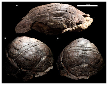 Shell variability in the stem turtles Proterochersis spp. [PeerJ]