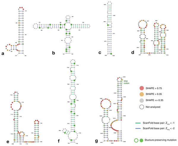 Structure models of ZIKV coding region motifs which contain ScanFold-Fold base pair hits with Zavg < −2. Structures are shown in the order they appear throughout the ZIKV genome (KJ776791.2).