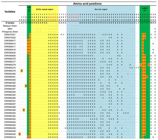 Amino acid polymorphism within Pk41 proteins sequences from Malaysia.