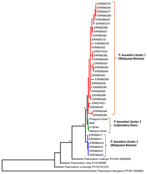 Phylogenetic relationship of Pk41 proteins from clinical isolates of Malaysia and the ortholog in other Plasmodium species based on Maximum Likelihood method.
