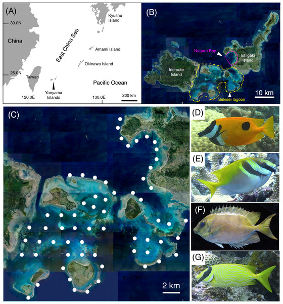 Study site and the four rabbitfish species.