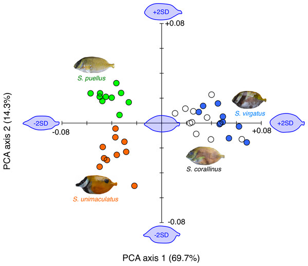 Results of the principal component analysis (PCA) of body shape variations among the four rabbitfish species.