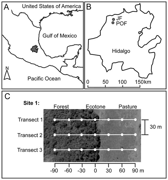 Location of Hidalgo state in the Mexican Transition Zone, Mexico (A), and two sampling localities (B) with Juniperus sp. forest (JF) and pine-oak forest (POF).
