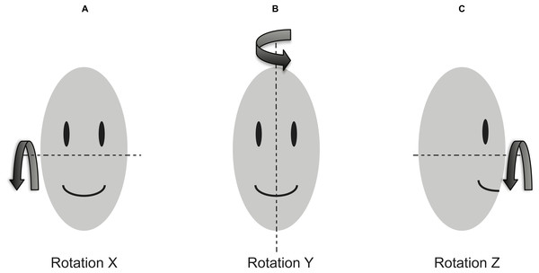 Head rotation coordinate system.